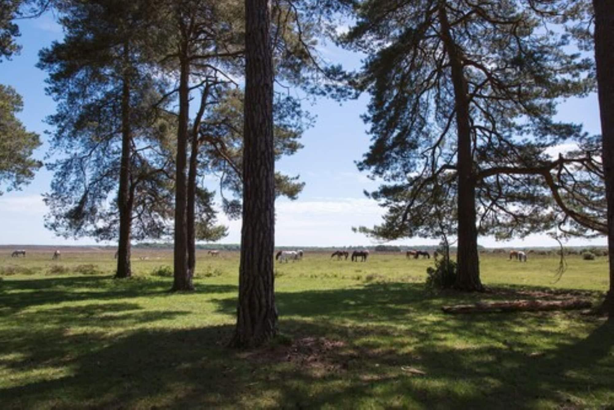 Beaulieu Hotel Lyndhurst Zewnętrze zdjęcie